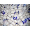 Fresh Pure White Garlic Red Garlic Chinese Supplier